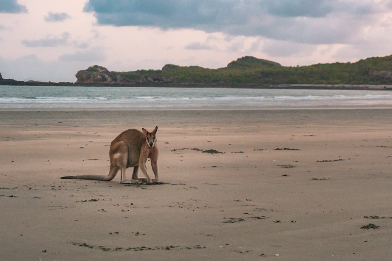 cangurus na praia em cape hillsborough