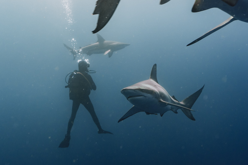 mergulho com tubarões na África do Sul