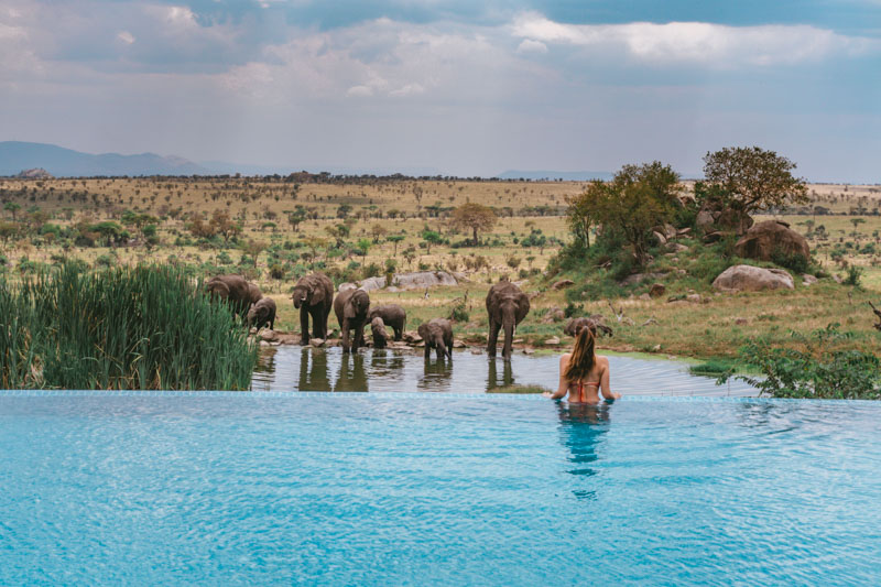 safari na africa: serengeti
