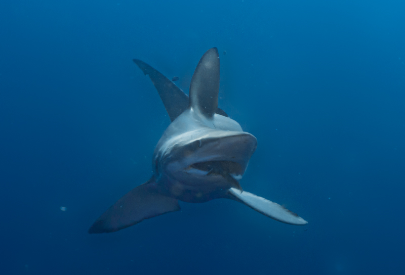 mergulho com tubarões