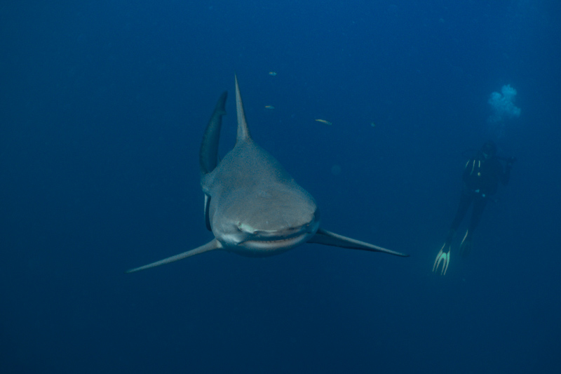 mergulhando com tubarões na áfrica do sul