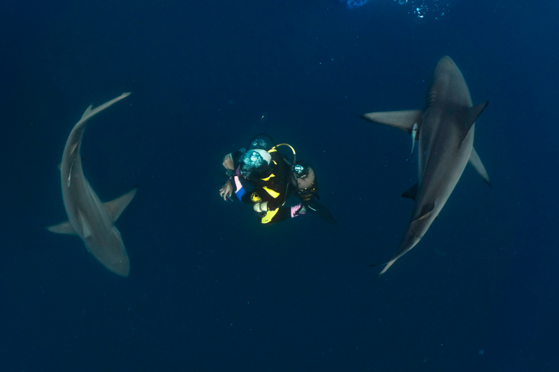 mergulho com tubarões galha preta