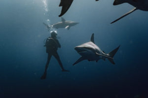 mergulho com tubarão