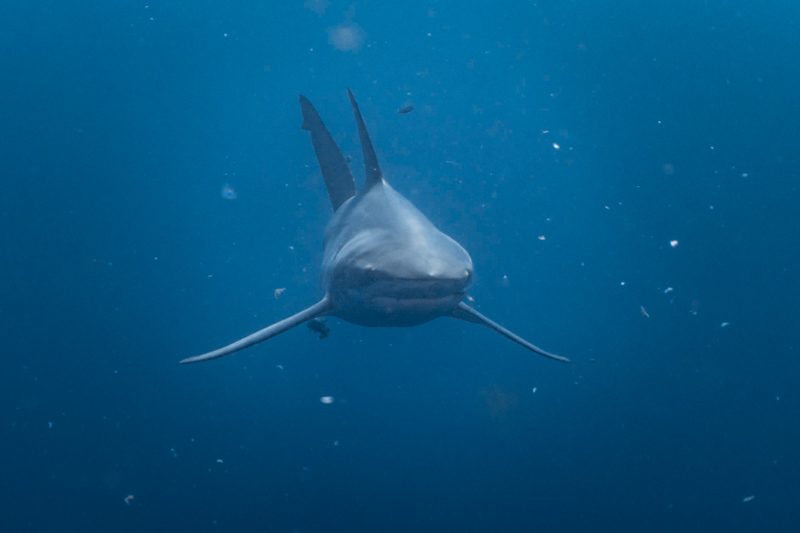 tubarão-galha-preta no mar