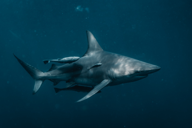 mergulho com tubarões