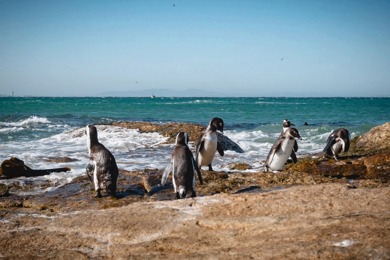Ver Pinguins em Boulders Beach: uma das coisas mais legais para fazer em Cape Town
