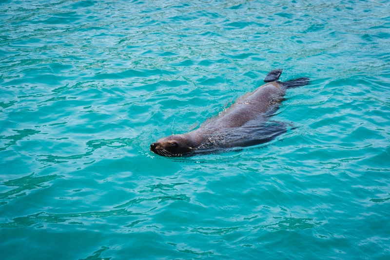 Em Cape Town, você também pode fazer um passeio de barco para avista uma colônia de lobos marinhos