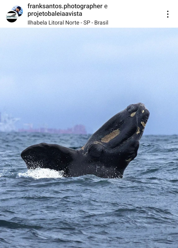 Filhote de baleia franca, no litoral de São Sebastião e Ilhabela. (Foto: Frank Santos)