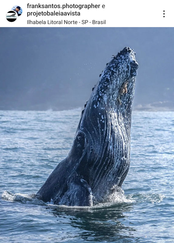 Baleia Jubarte na costa da Ilhabela. (Foto do Frank Santos)