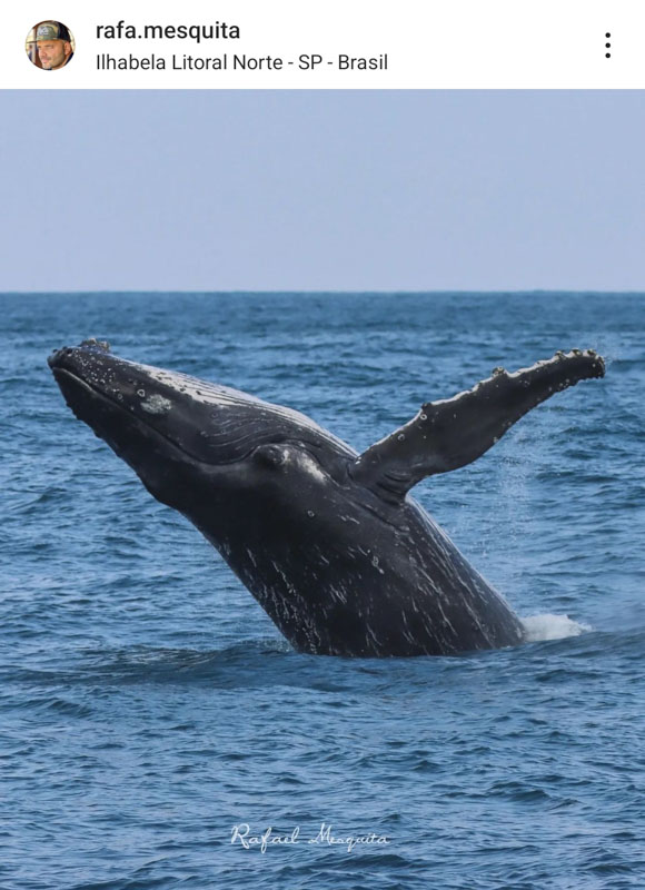 Salto e Baleia Jubarte, em Ilhabela - SP. (Foto: Rafa Mesquita)