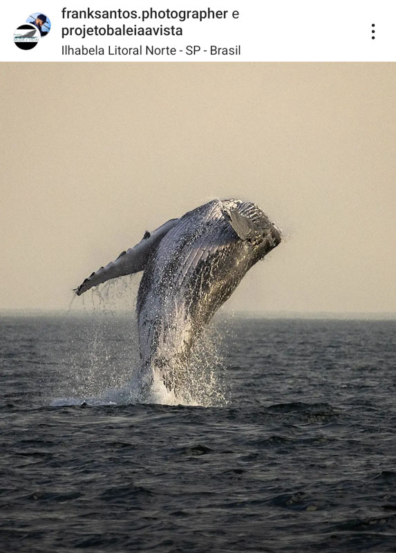 Salto de Baleia Jubarte, no litoral de Ilhabela. (Foto: Frank Santos)
