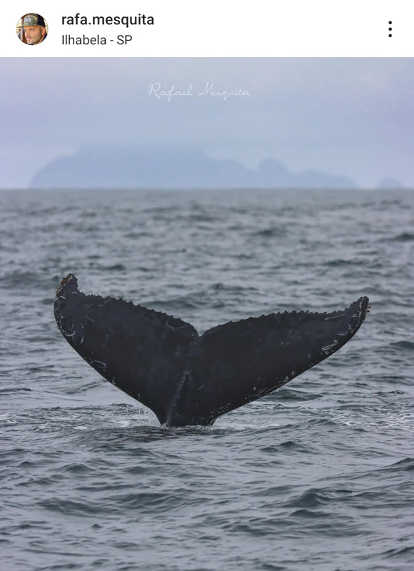 Cauda de baleia jubarte em São Sebastião, com o Arquipélago de Alcatrazes ao fundo. (Foto: Rafa Mesquita)