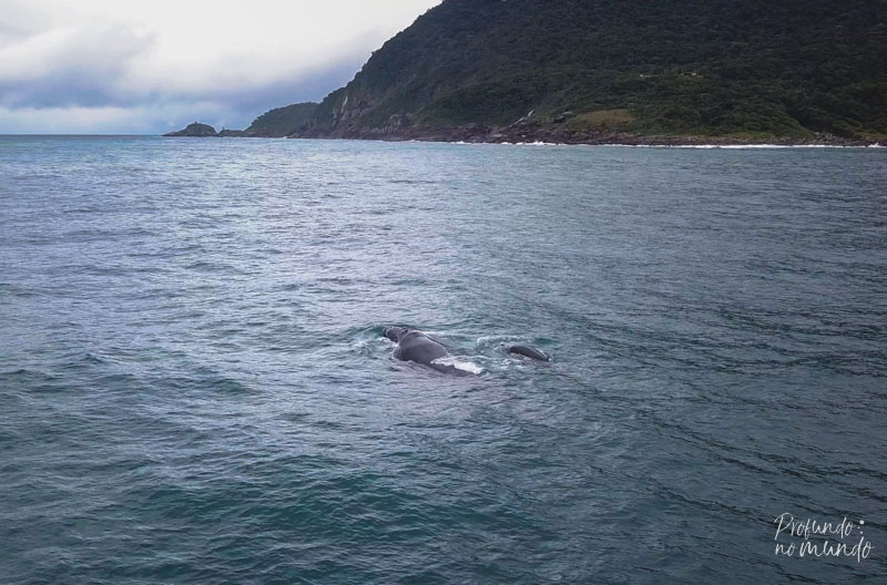 baleias em ilhabela