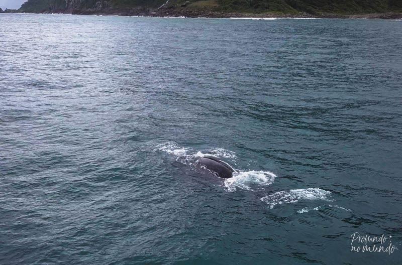dorsal de baleia franca no litoral de ilhabela