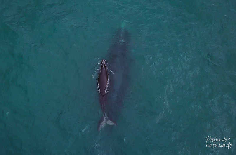 baleia franca e filhote em ilhabela