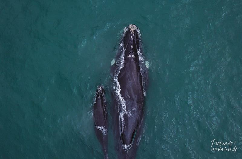 baleias em ilhabela
