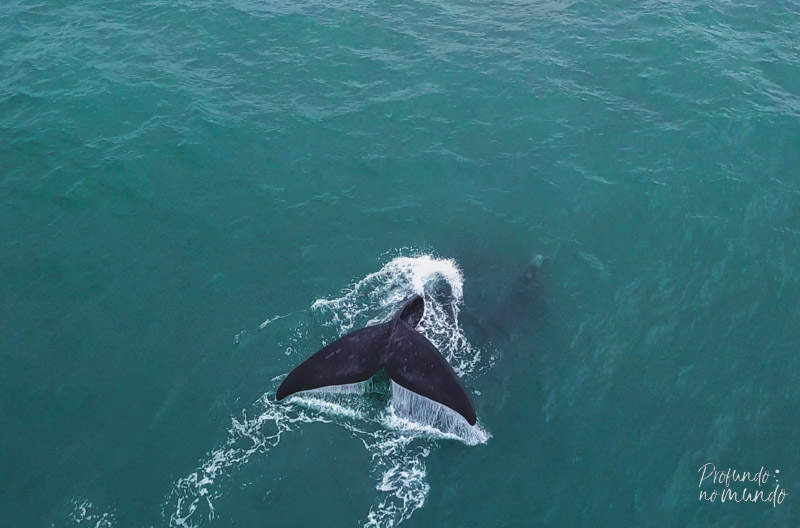 cauda de baleia franca em ilhabela