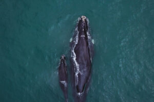 baleias em ilhabela: mãe e filhote