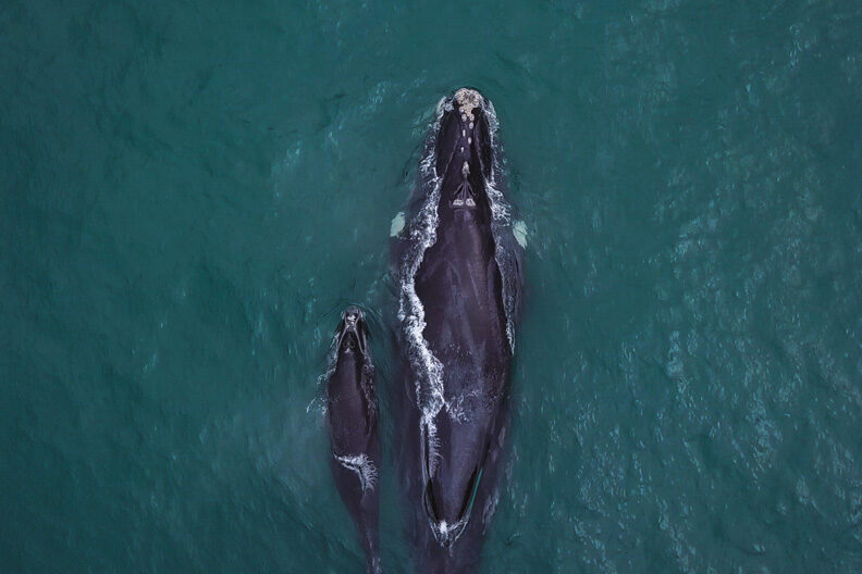 baleias em ilhabela: mãe e filhote