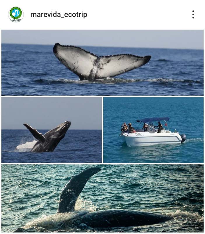 Mar e Vida Eco Trip é uma das empresas que indicamos para quem quer fazer o passeio de avistamento de baleias em Ilhabela.