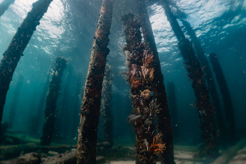 O que fazer em Perth: mergulho em Busselton