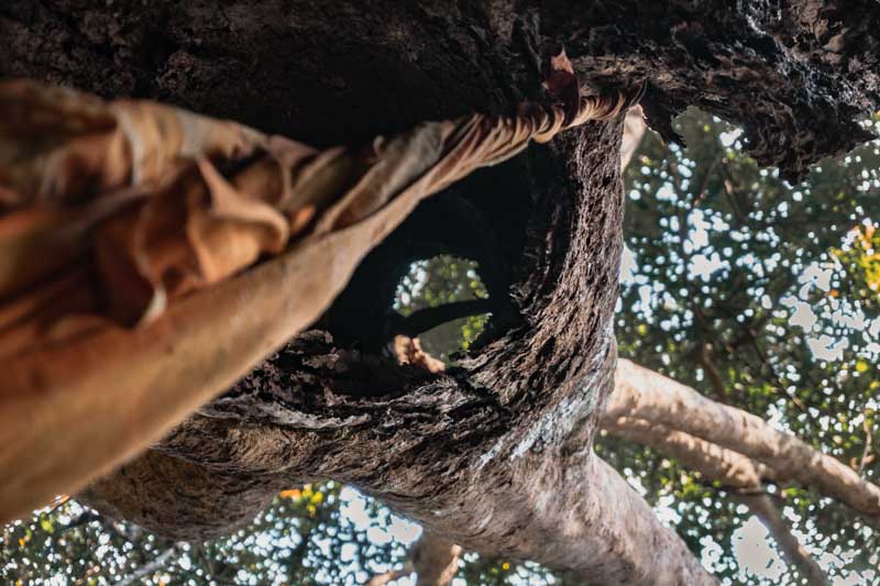 trilha do Monge para o templo Wat Pha Lat em Chiang Mai