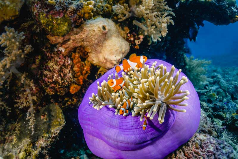 peixe palhaço nas filipinas
