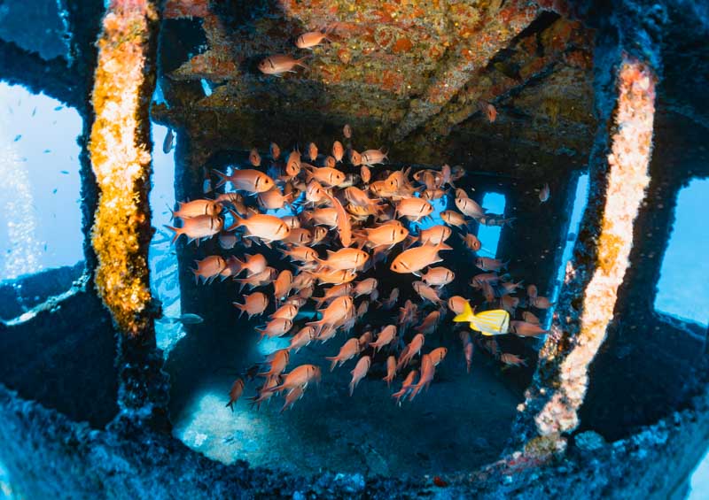mergulho em recife - naufragio mercurius