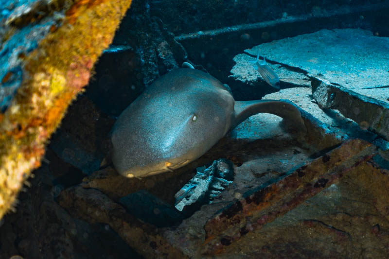 mergulho em recife - naufragio servermar