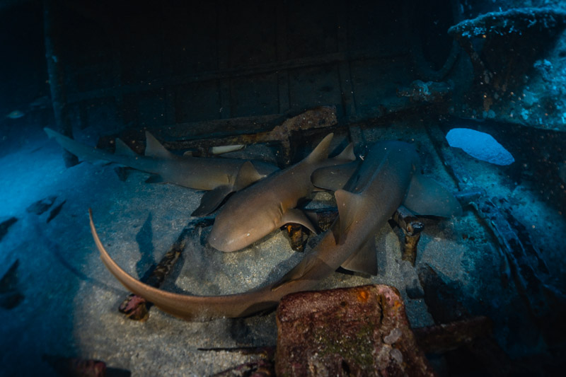 mergulho em recife - servermar X