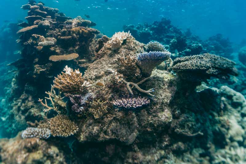 efeito de branqueamento nos corais da Australia: protetor solar seguro para corais