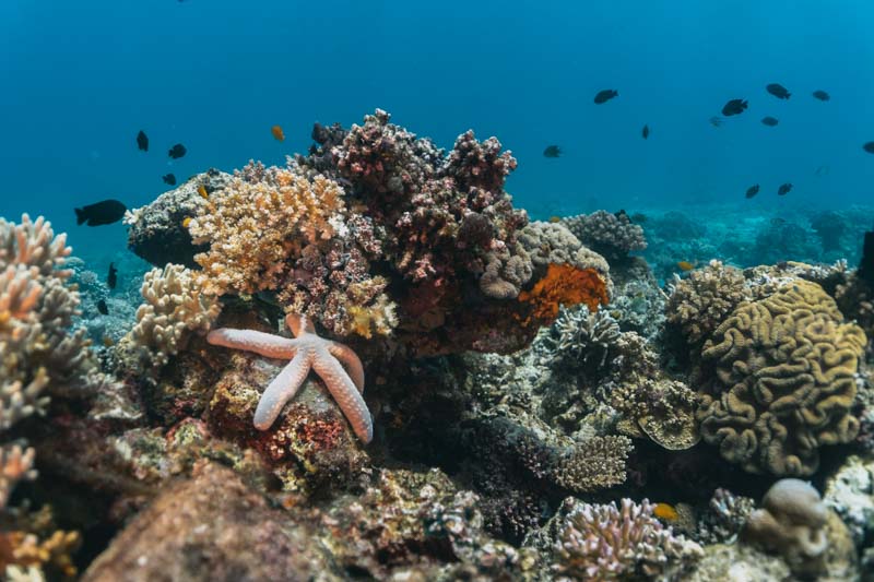 protetor solar seguro para corais