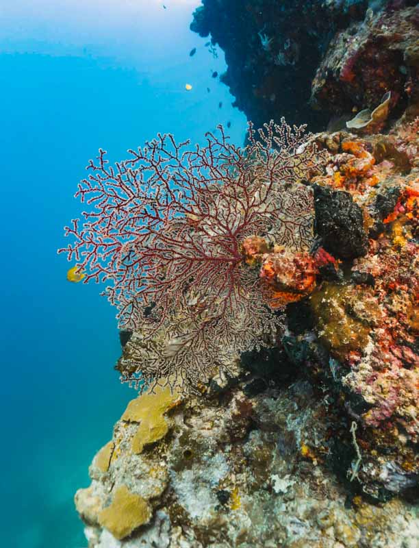 protetor solar seguro para corais