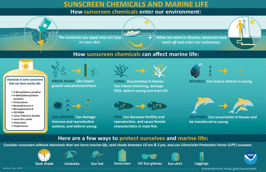 protetor solar seguro para corais: Infográfico da NOAA sobre como os protetores solares químicos interferem na vida marinha.