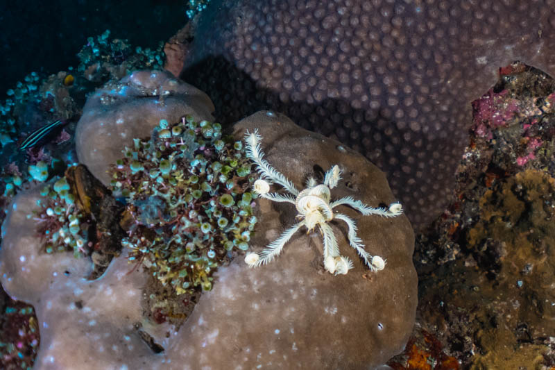 Mergulho noturno em Tulamben, Bali.