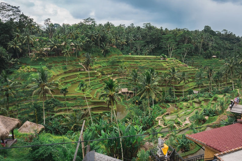 O que fazer em Bali: campo de arroz Tegalalang, em Ubud