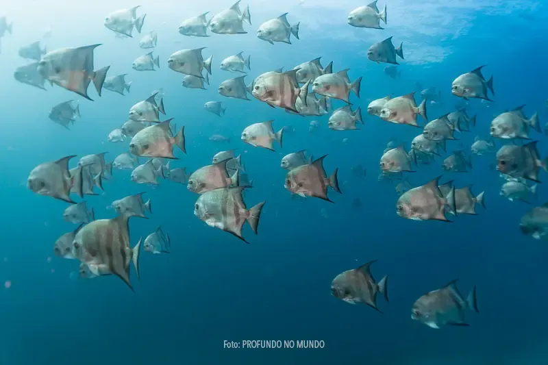 Cardume de peixe-enxada durante mergulho na Ilha do Farol, em Alcatrazes.