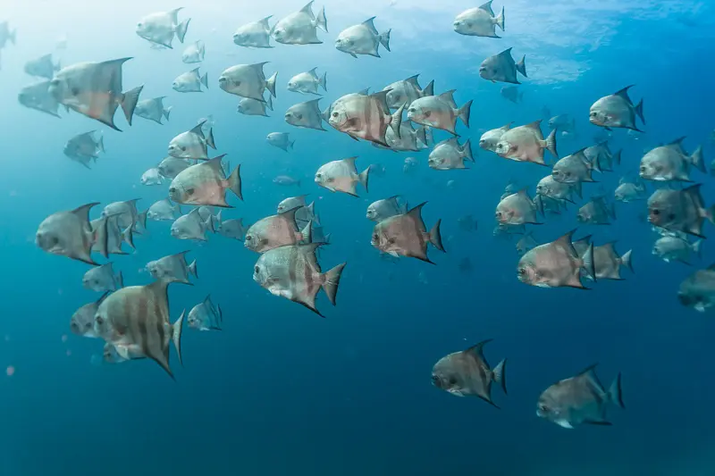 Cardume de peixe-enxada durante mergulho na Ilha do Farol, em Alcatrazes.