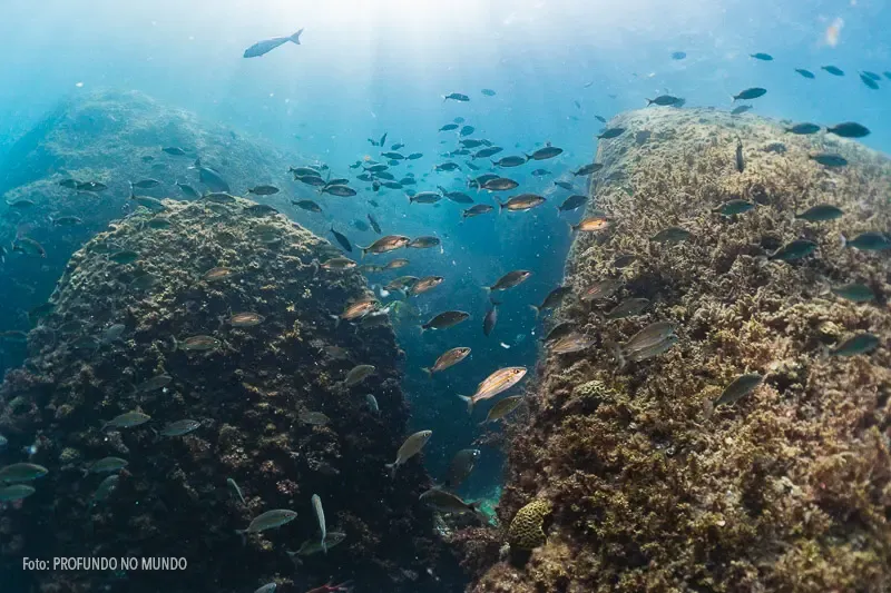 Cardume de peixes entre formações rochosas durante mergulho em Alcatrazes.