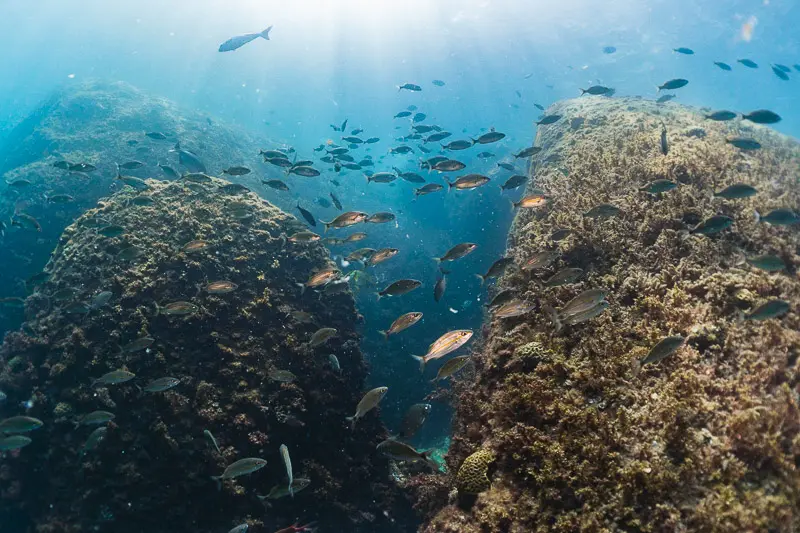 Cardume de peixes entre formações rochosas durante mergulho em Alcatrazes.