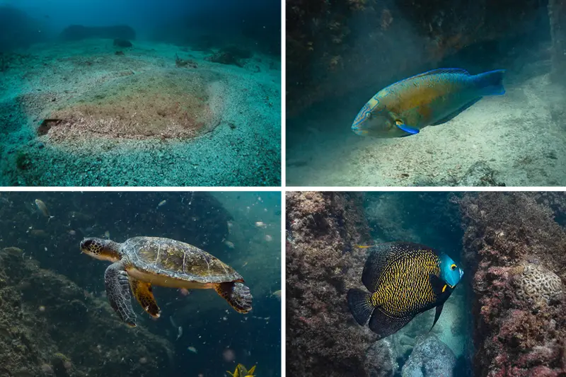 Espécies marinhas encontradas durante mergulho em Alcatrazes.