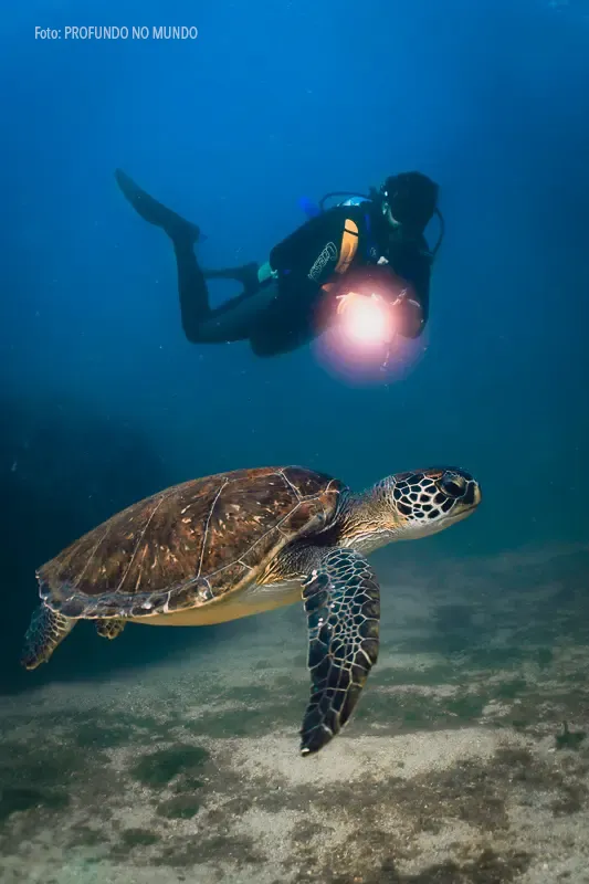 Mergulhador com tartaruga-marinha durante mergulho em Alcatrazes.