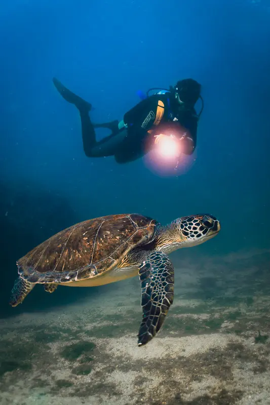Mergulhador com tartaruga-marinha durante mergulho em Alcatrazes.